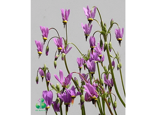 Dodecatheon meadia   'Animo'